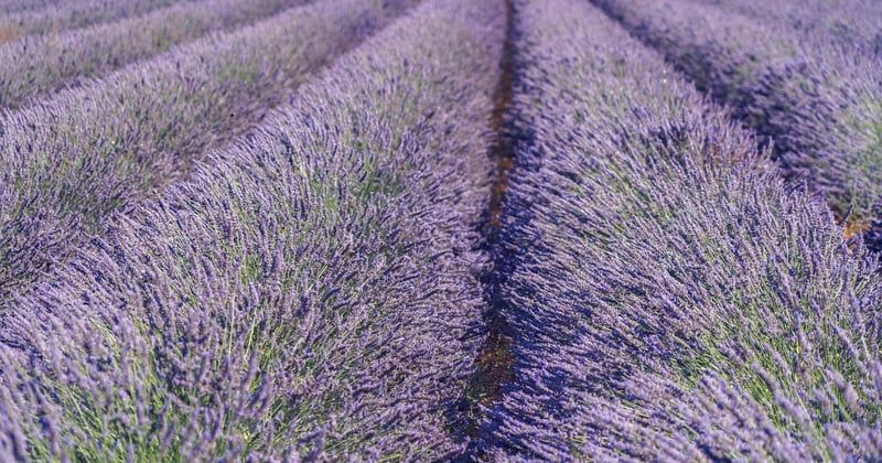 Where to camp near the lavender fields in the Drôme in 2026: eight sites we'd drive back for