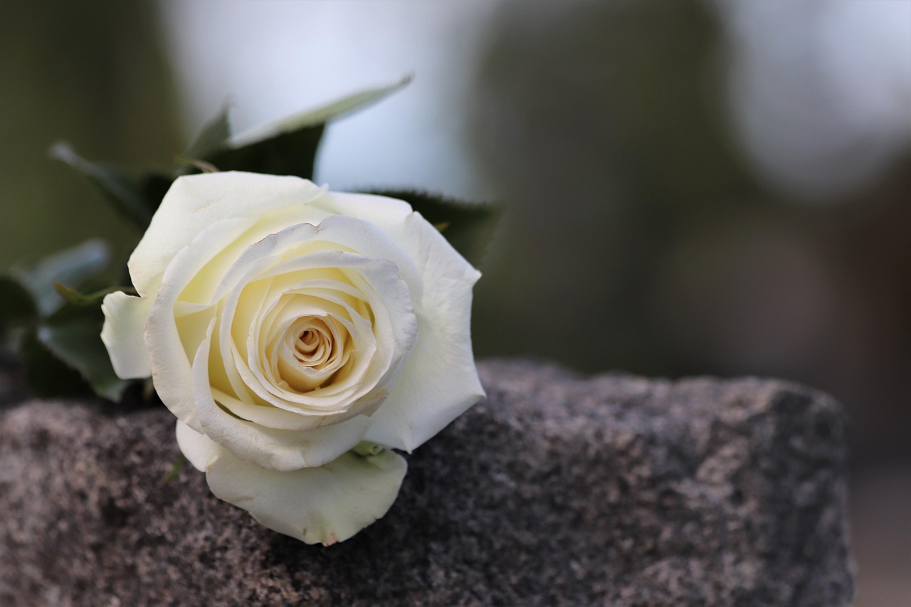 express your heartfelt sympathy with our comprehensive guide on how to convey condolences. discover thoughtful phrases and gestures to provide comfort during difficult times.