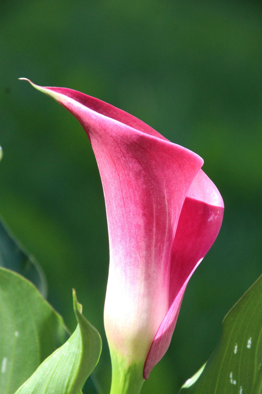 optimize your sales funnel to increase conversions and maximize revenue. discover effective strategies and techniques to streamline your processes, engage customers, and boost your business growth.